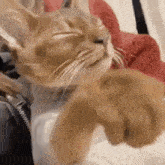 a close up of a cat 's face with its eyes closed