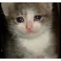 a close up of a kitten with tears running down its face .