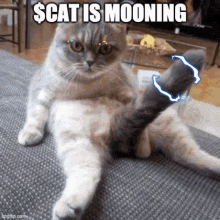 Cat Token Cat Meme GIF - Cat Token Cat Meme Cat Moon GIFs