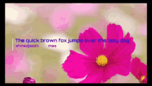 The Quick Brown Fox Jumps Over The Lazy Dog Flower GIF