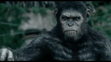 a close up of a monkey looking at the camera in a forest .