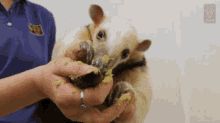 a person holding a small animal with a sticker on their shirt that says ' wildlife ' on it