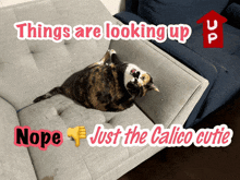 a cat laying on a couch with the words things are looking up and nope just the calico cutie