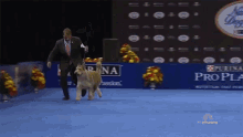 Berger Picard Running GIF - Berger Picard Running Dog GIFs