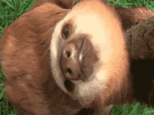 Trying To Wake Up GIF - Wakeup Sloth Sleepy GIFs