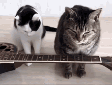 Cats Cats Guitar GIF - Cats Cats Guitar Cats Play Guitar GIFs