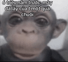 a close up of a monkey with the words 6 trieu nam trước may da lay cua t mot qua chuoi written above it