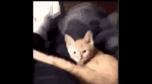 Gato Lengua GIF - Gato Lengua Zoom GIFs