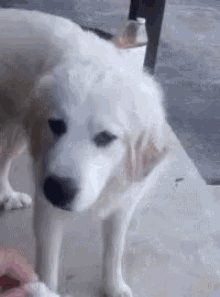 Dog Not Good GIF - Dog Not Good Disgusted GIFs