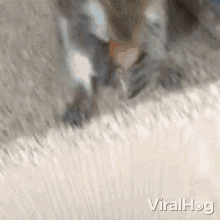 a close up of a cat 's paws on a carpet with the words viralhog written below it .