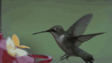 Hummingbird GIF - Hummingbird GIFs