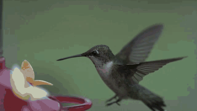 Hummingbird GIF - Hummingbird - Discover & Share GIFs Hummingbird GIF - Hummingbird - Discover & Share GIFs