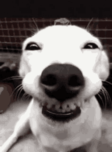 When You Dont Understand Dog GIF - When You Dont Understand Dog Smirk GIFs