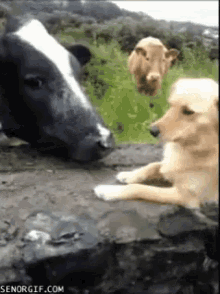 cow dog golden retriever afraid