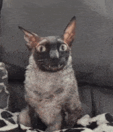 a cat with sharp teeth is sitting on a couch and smiling .