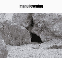 Manul Pallas Cat GIF - Manul Pallas Cat Evening GIFs