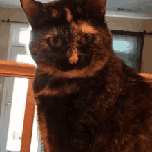 Cat Swag GIF - Cat Swag Shades GIFs