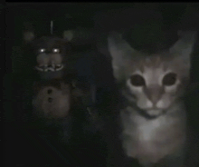 a cat is standing next to a teddy bear in a dark room