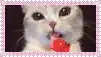 a close up of a cat eating a red heart shaped object