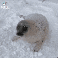 a seal is standing in the snow and looking at the camera