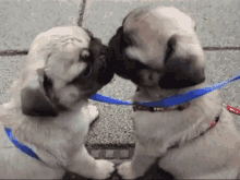 French Kiss GIF - Dogs Puppy Dog GIFs