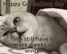 ground cat