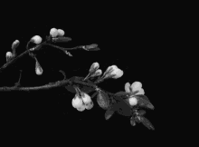 Blooming GIF - Flowers Pretty Cherryblossom GIFs