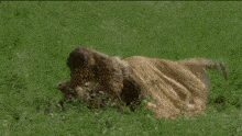 a person is laying in the grass with a dog .
