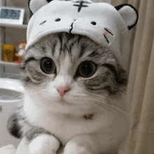 кот Cat GIF - кот Cat милые котики GIFs