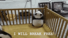 Baby Panda Will Break Free! GIF - Break Free Escape I Will Break Free GIFs