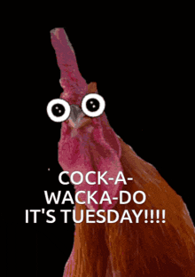 Its Tuesday GIF - Its Tuesday GIFs