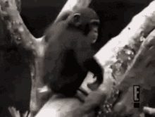 Monkey Knockout GIF - Monkey Knockout Bad Smell GIFs