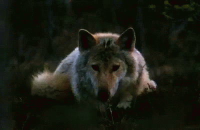wolf-wolves.gif