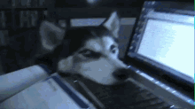 Husky Communicates Using Computer GIF - Cute Funny Computers GIFs
