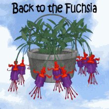 back to the fuschia back to the future flower basket hanging flower basket fuchsias