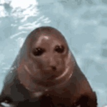 Peepo Talk Seal GIF - Peepo Talk Seal Bwahhh GIFs
