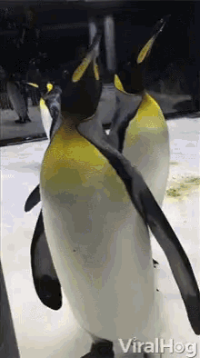 Viralhog Penguins GIF - Viralhog Penguins Bubbles GIFs