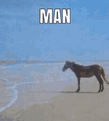 Manhorse1 GIF - Manhorse1 GIFs