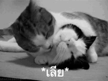 แมว เลียหน้า กอด นอน GIF - Cats Licking Sleep Well GIFs