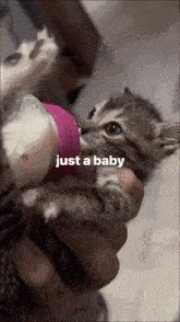 Baby Cute GIF - Baby Cute Cat GIFs