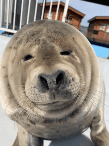 a seal with its eyes closed looks at the camera with a smile on its face