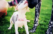 Mamma Kisses GIF - Dog Puppy Cute GIFs