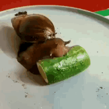 Snail Cucumber GIF - Snail Cucumber Snail Eating Cucumber GIFs