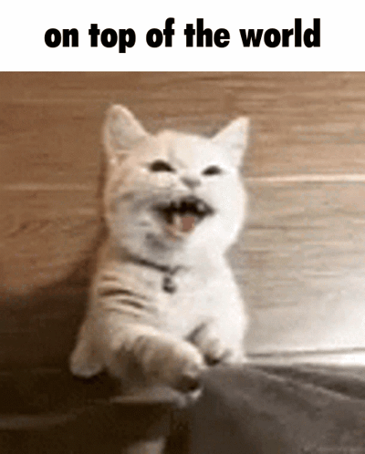 Cat Top GIF - Cat Top Like - Discover & Share GIFs