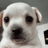 a small white puppy is looking at the camera with a blurred background