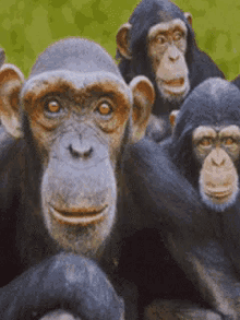3 Funny Monkeys GIFs | Tenor