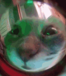 Cat Cat Shaking Head GIF - Cat Cat Shaking Head Fisheye Lens GIFs