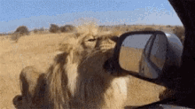 Lion Car GIF - Lion Car Side Mirror GIFs