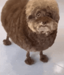 Dog Confused GIF - Dog Confused Scared GIFs