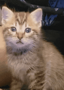 a close up of a kitten with blue eyes